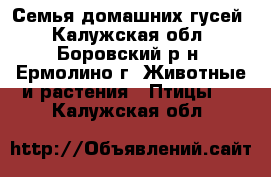 Семья домашних гусей - Калужская обл., Боровский р-н, Ермолино г. Животные и растения » Птицы   . Калужская обл.